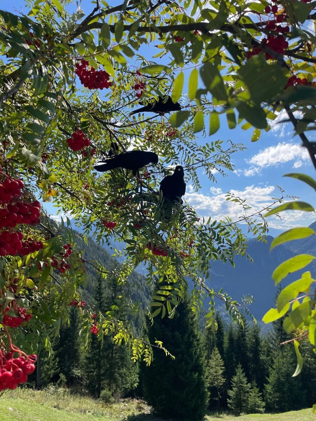 Ladys im Karwendelgebirge | © Schneider Susanne