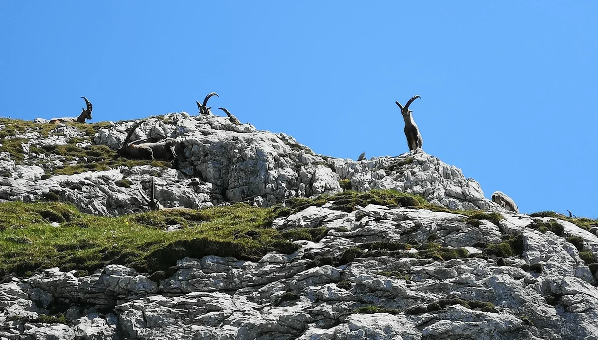 Kleine Reibn | © Witzelsperger Karin