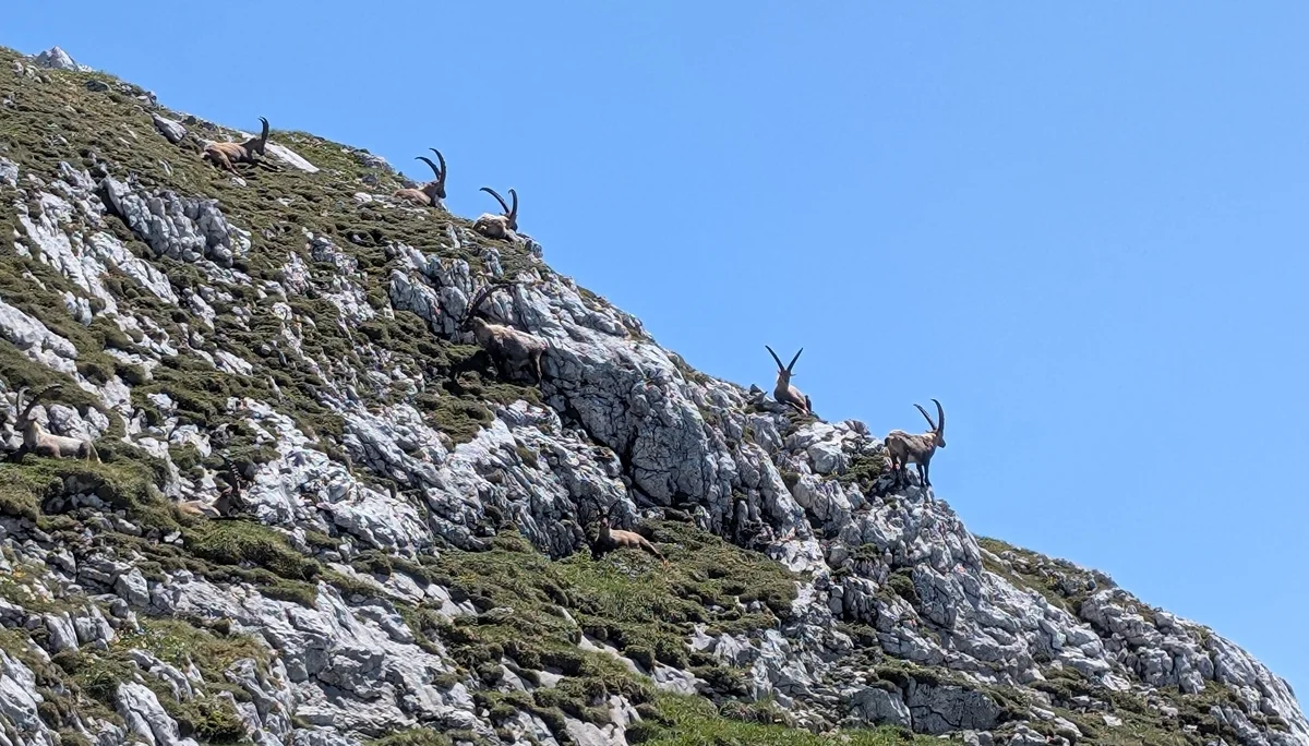 Kleine Reibn | © Witzelsperger Karin