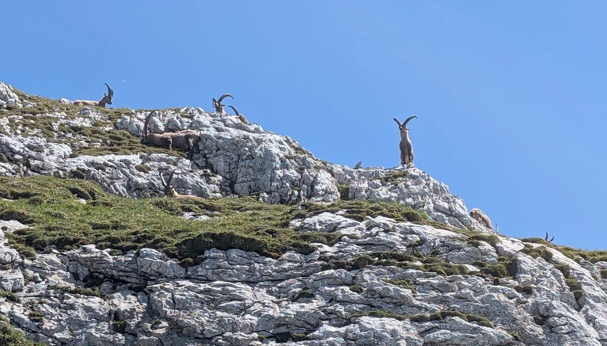 Kleine Reibn | © Witzelsperger Karin