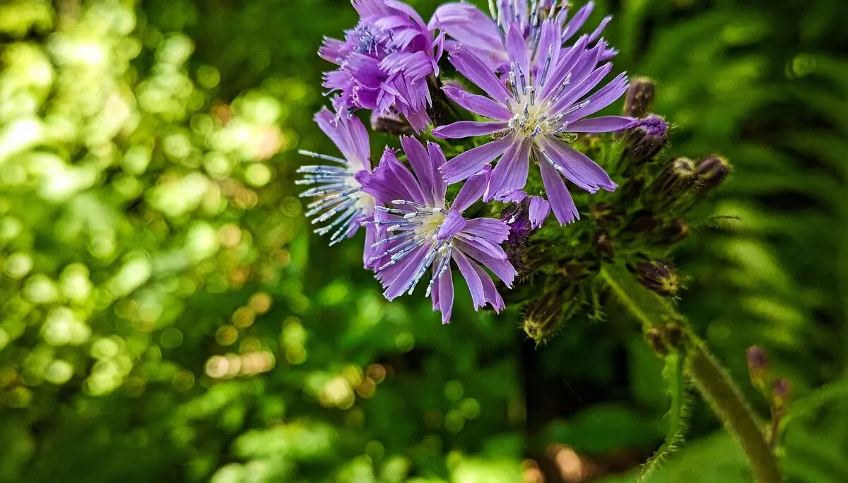 Schönfeldjoch | © Witzelsperger Karin