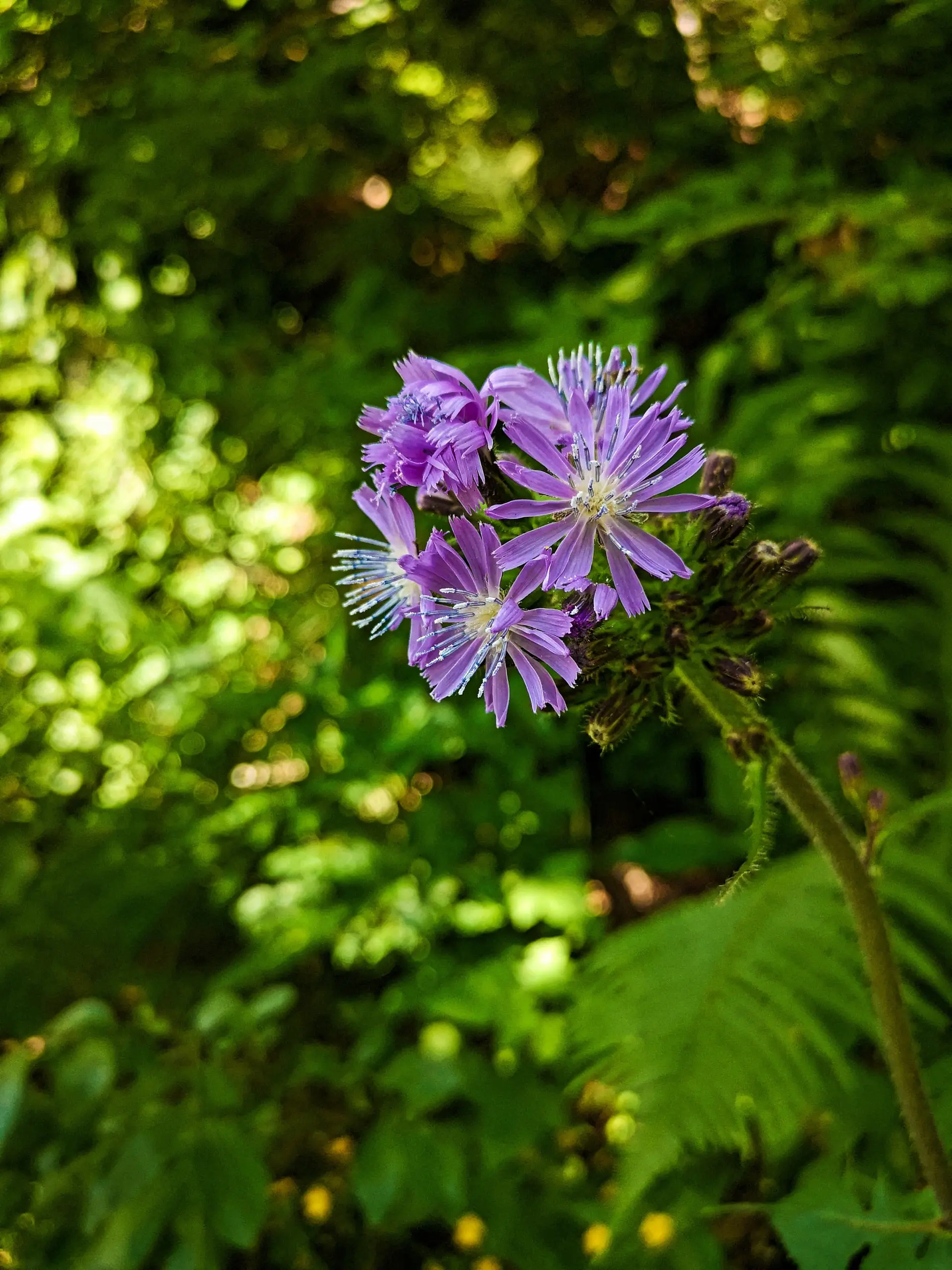 Schönfeldjoch | © Witzelsperger Karin