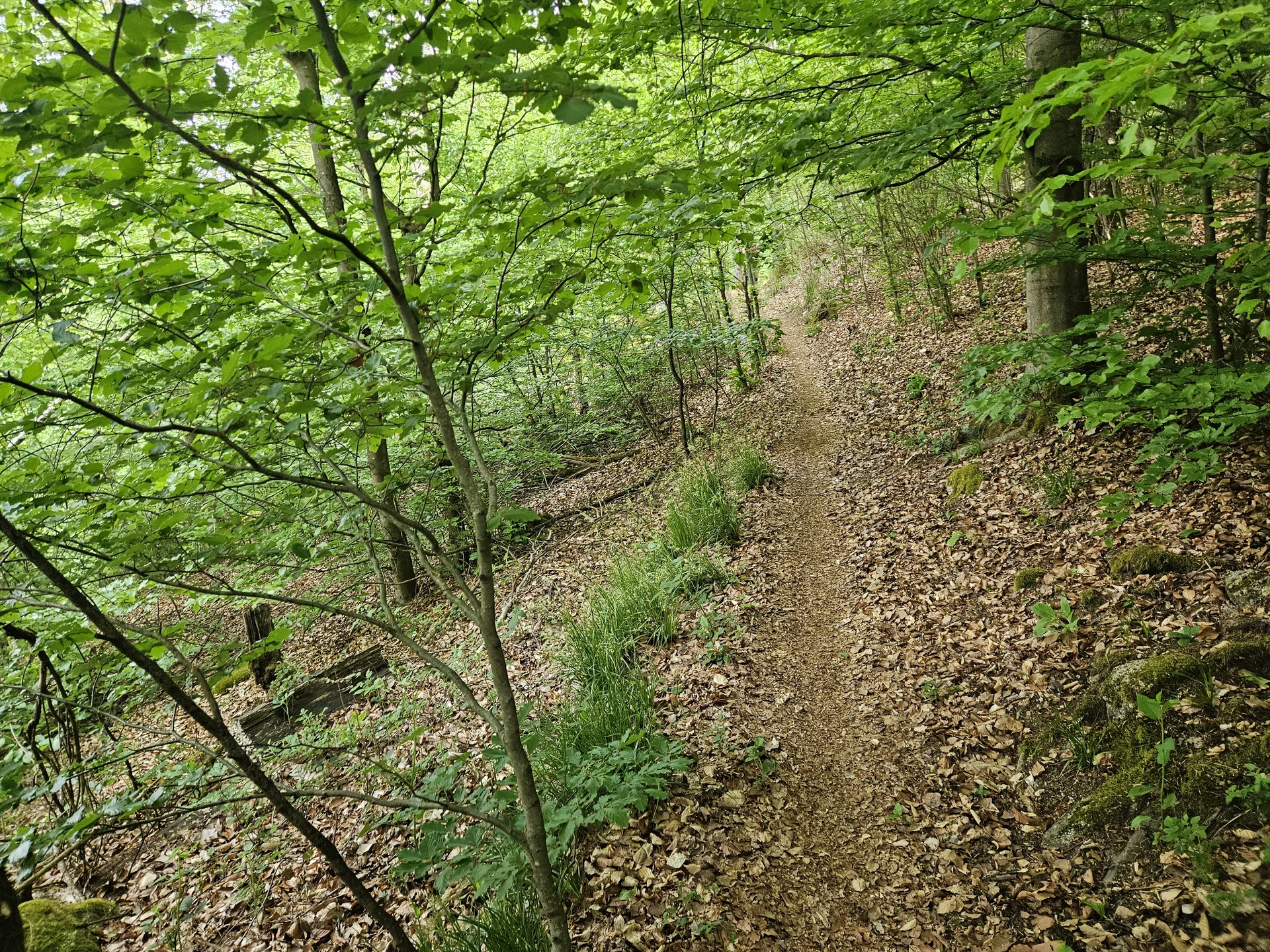 Biken im Regental | © Hartinger Manfred
