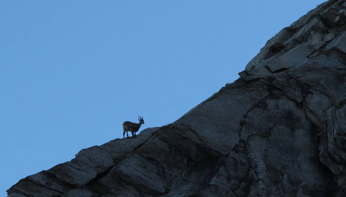 Reichenspitze  | © Reichenspitze 