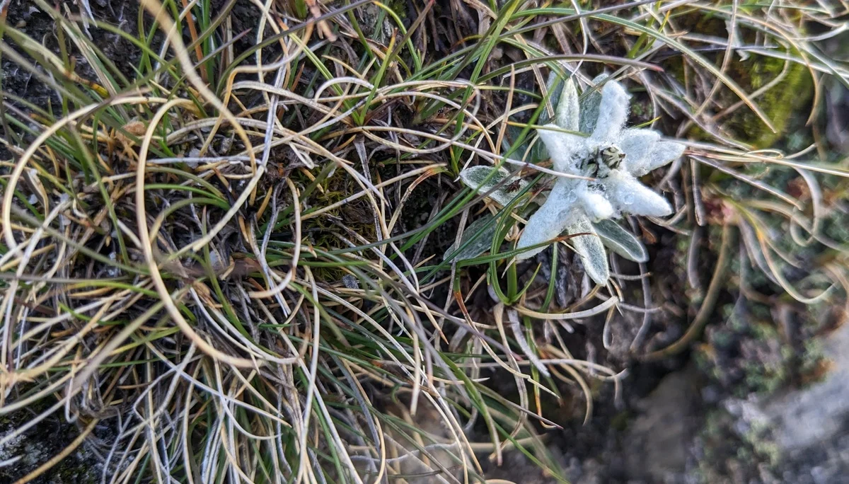 Hochfeiler | © Ernst Konrad