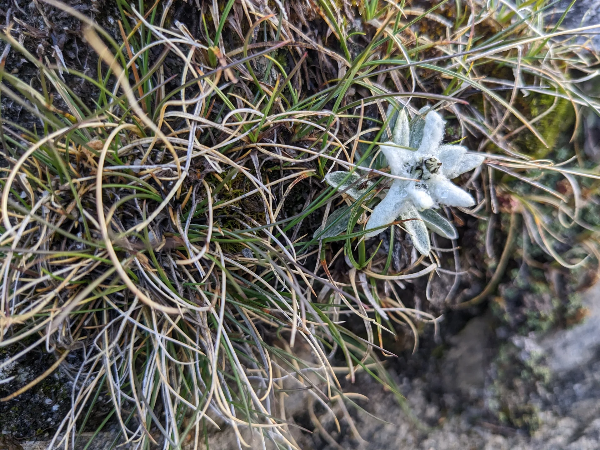 Hochfeiler | © Ernst Konrad