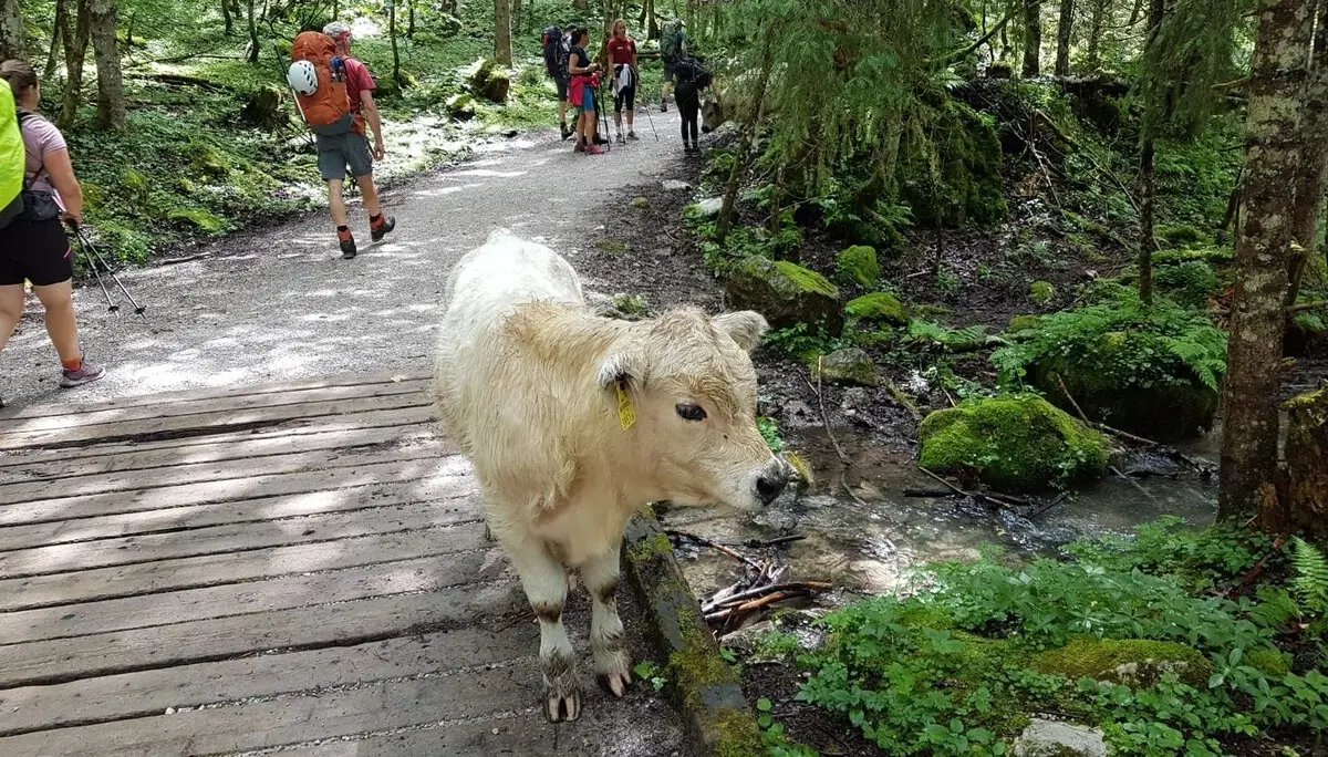 DAV Sektion Dingolfing auf dem Hohen Dachstein | © Ernst Konrad