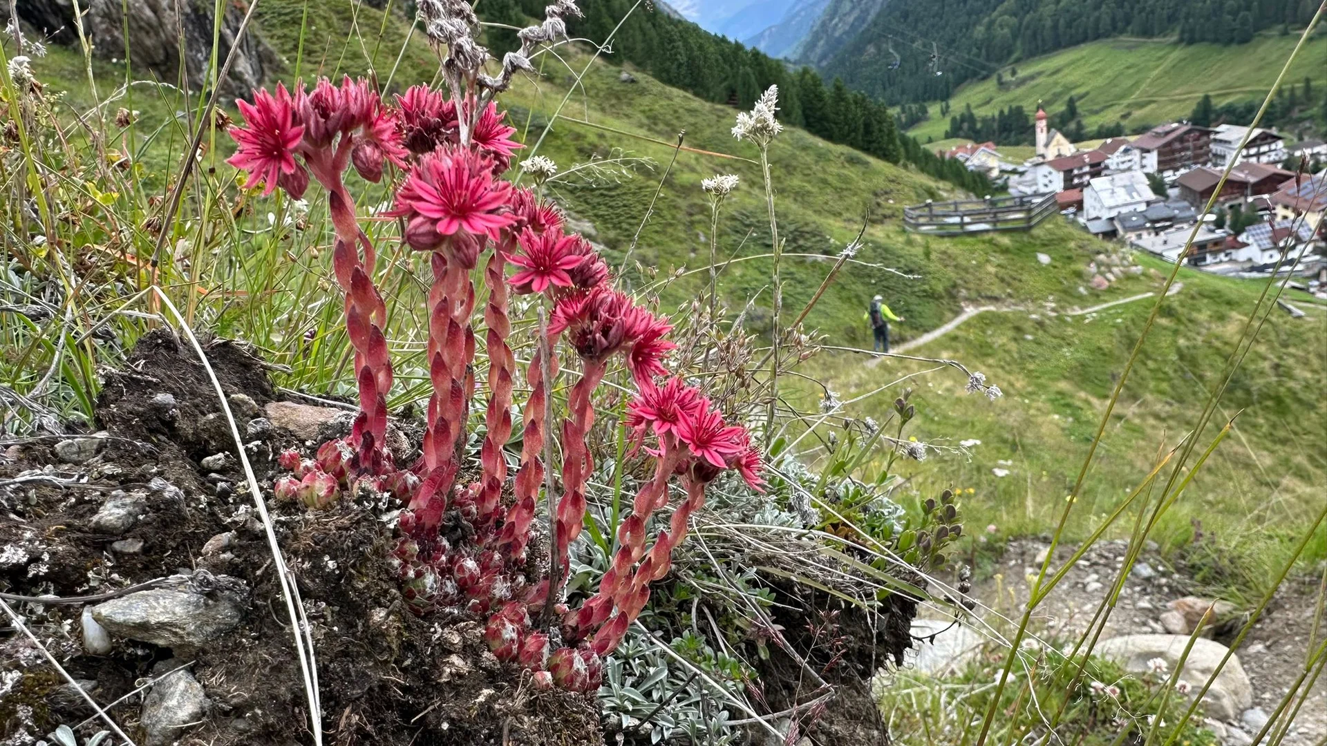 DAV Sektion Dingolfing auf der Wildspitze  | © Ernst Konrad