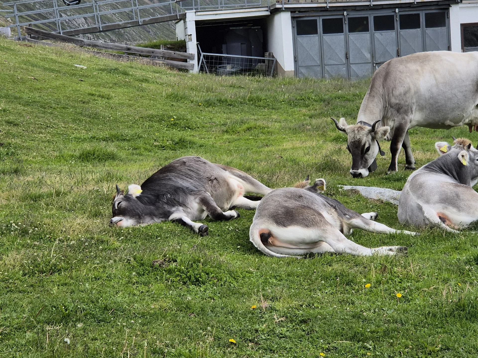 DAV Sektion Dingolfing auf der Wildspitze  | © Ernst Konrad