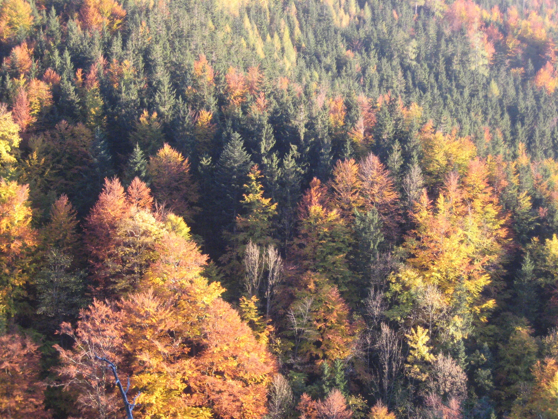 Traunstein  | © Traunstein 