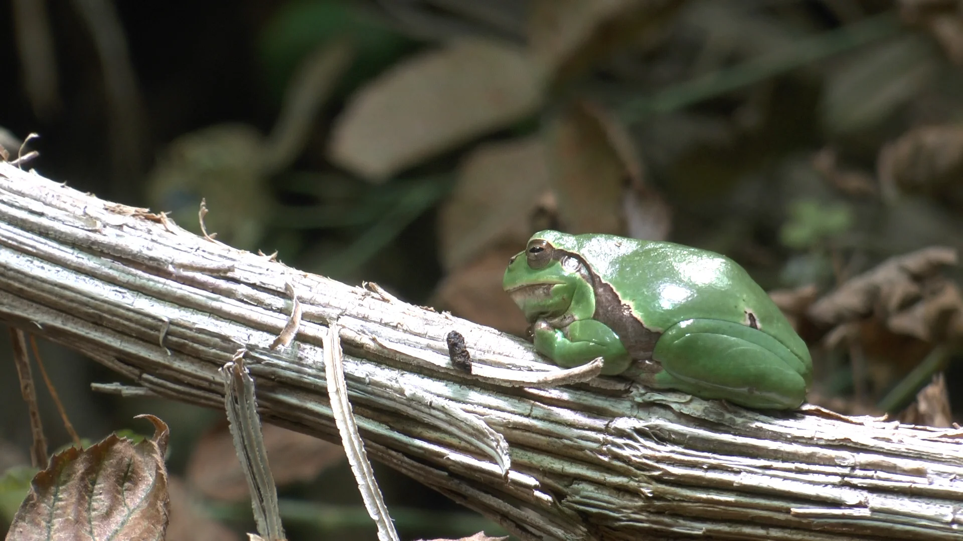 Innsbrucker Klettersteig | © Innsbrucker Klettersteig