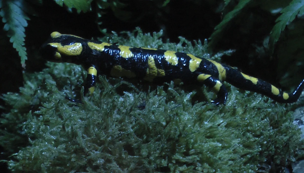 Innsbrucker Klettersteig | © Innsbrucker Klettersteig