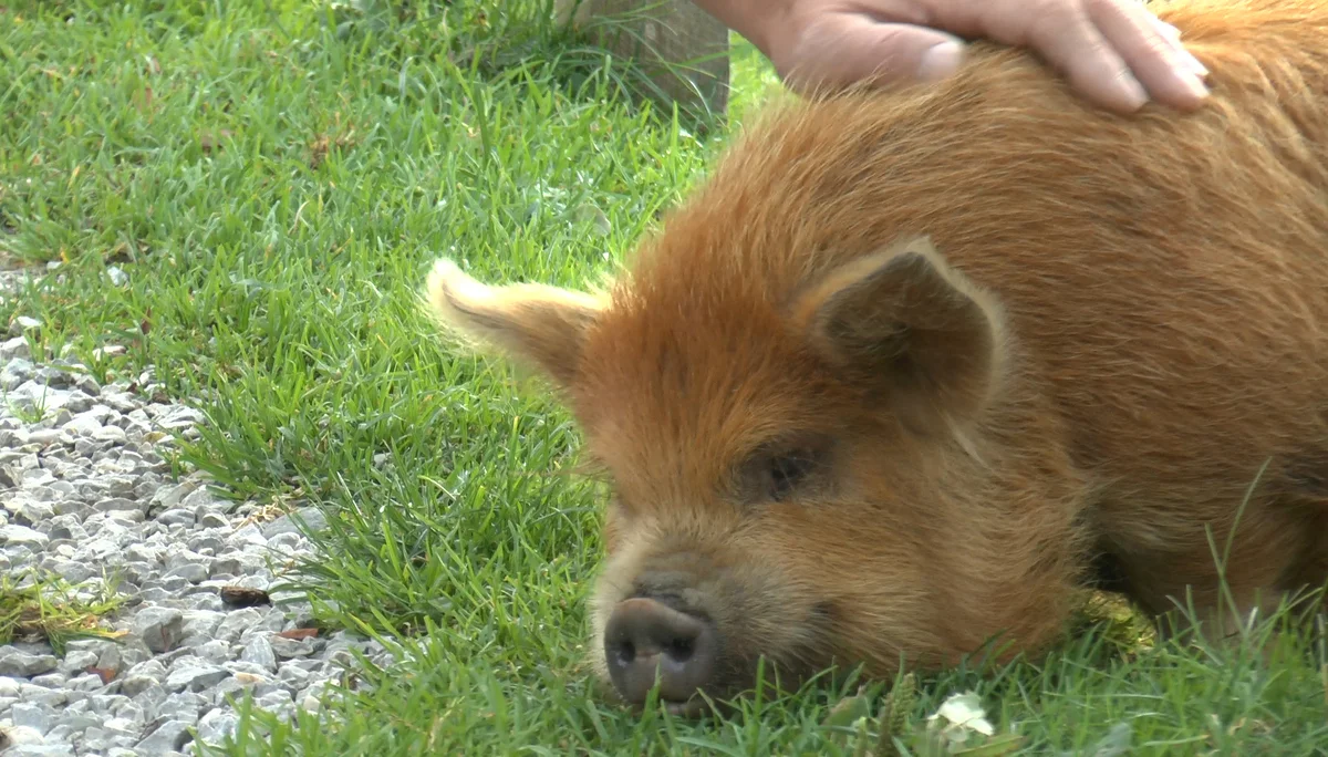 Innsbrucker Klettersteig | © Innsbrucker Klettersteig