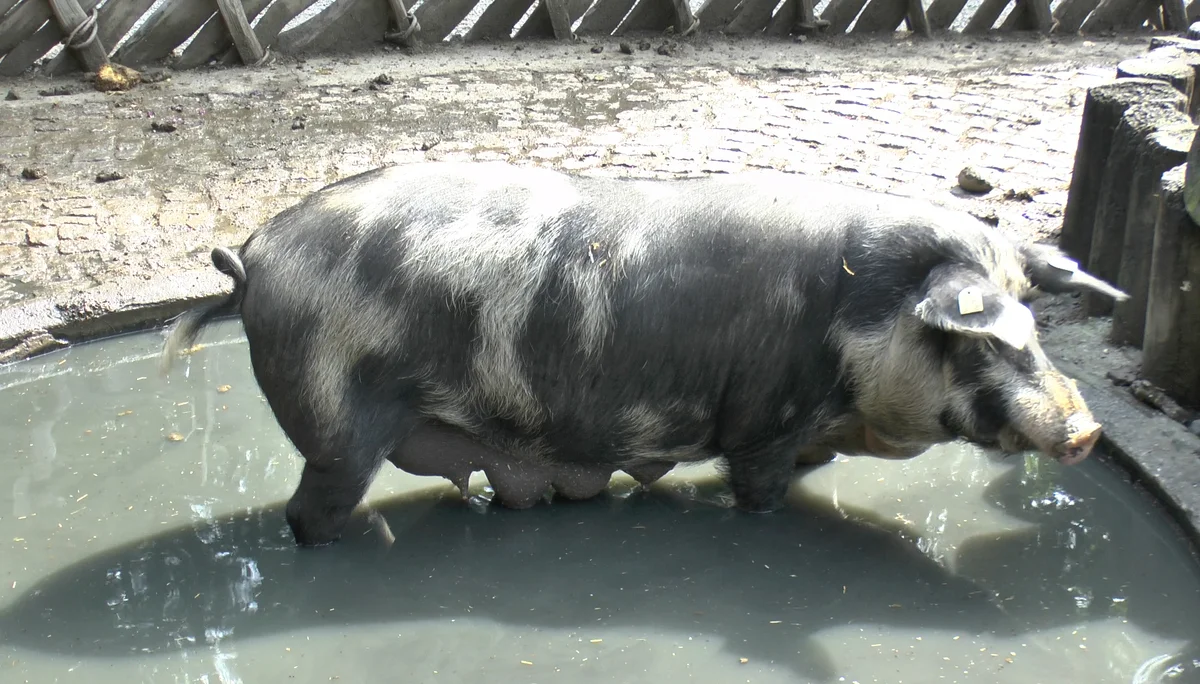 Innsbrucker Klettersteig | © Innsbrucker Klettersteig
