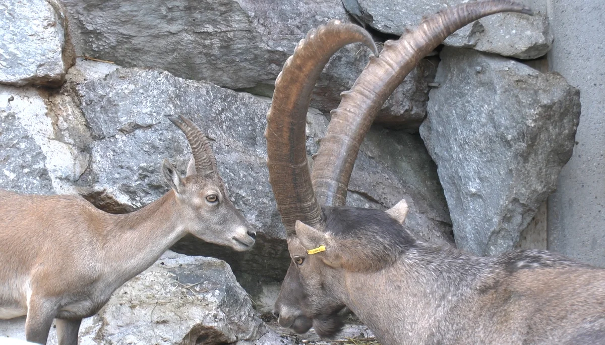 Innsbrucker Klettersteig | © Innsbrucker Klettersteig