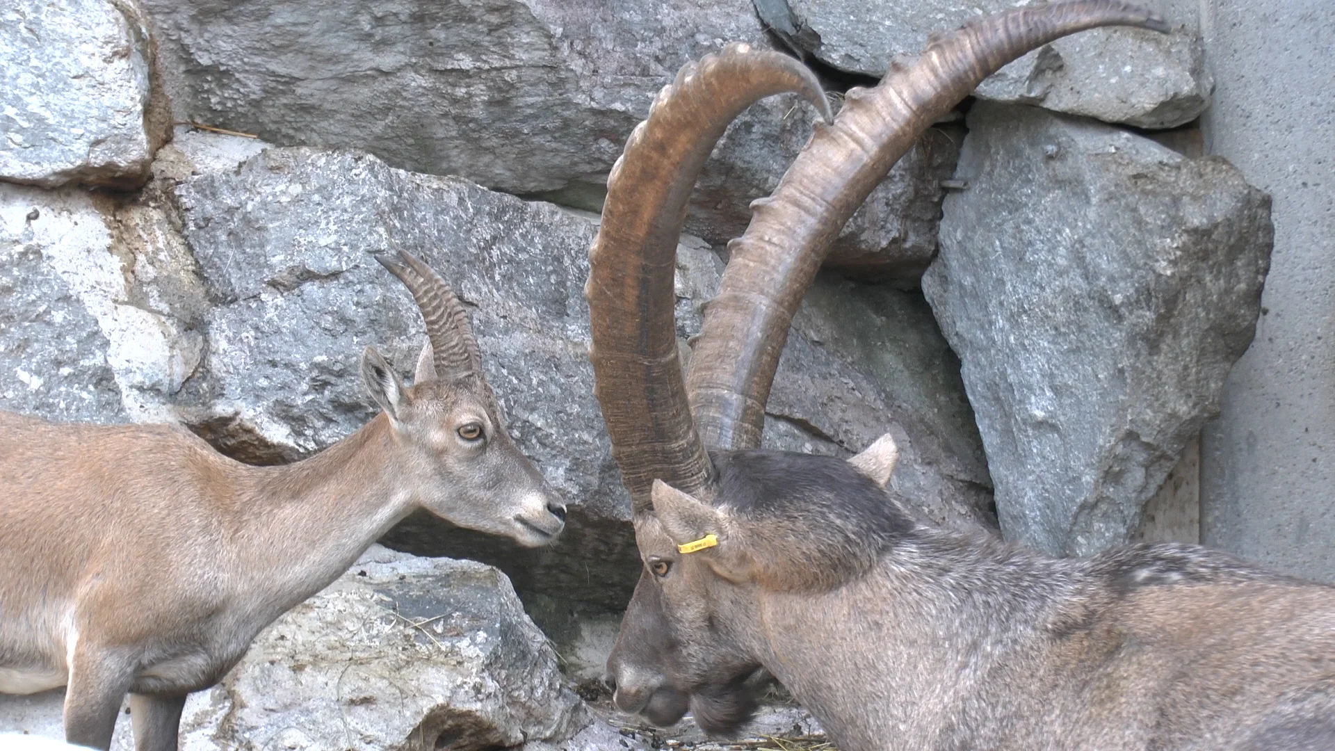 Innsbrucker Klettersteig | © Innsbrucker Klettersteig