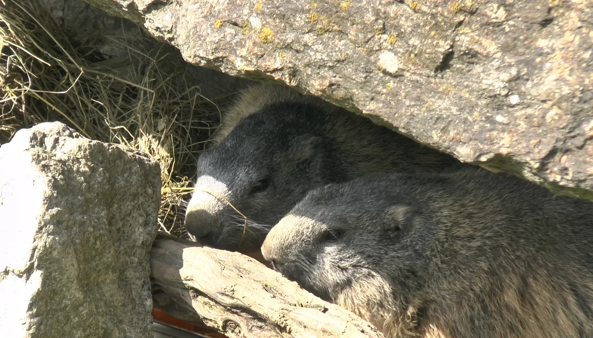Innsbrucker Klettersteig | © Innsbrucker Klettersteig