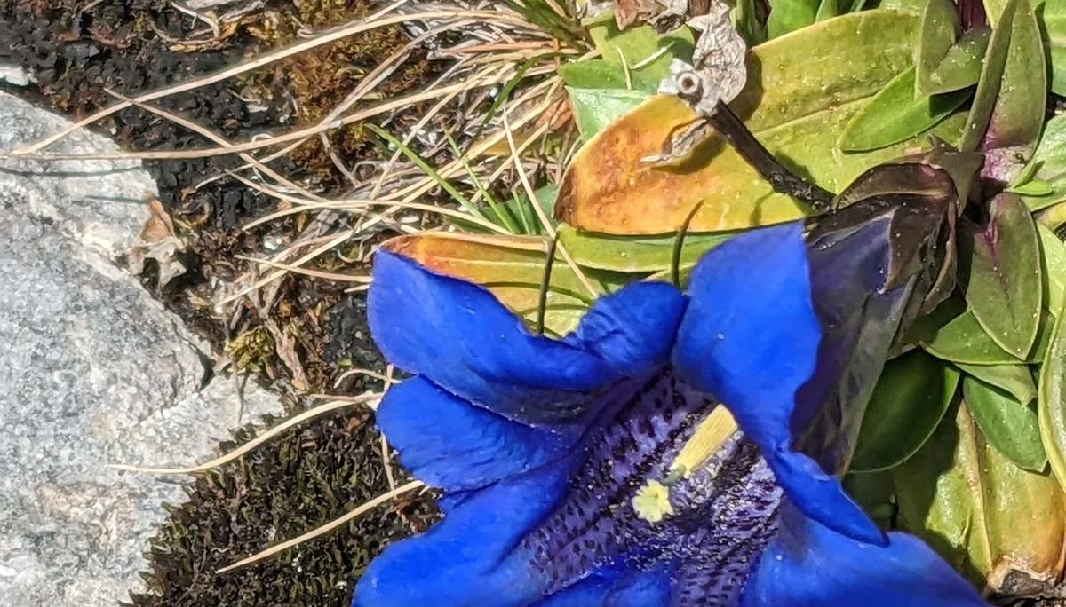 Klettersteig s'Schuastagangl | © Maier Georg