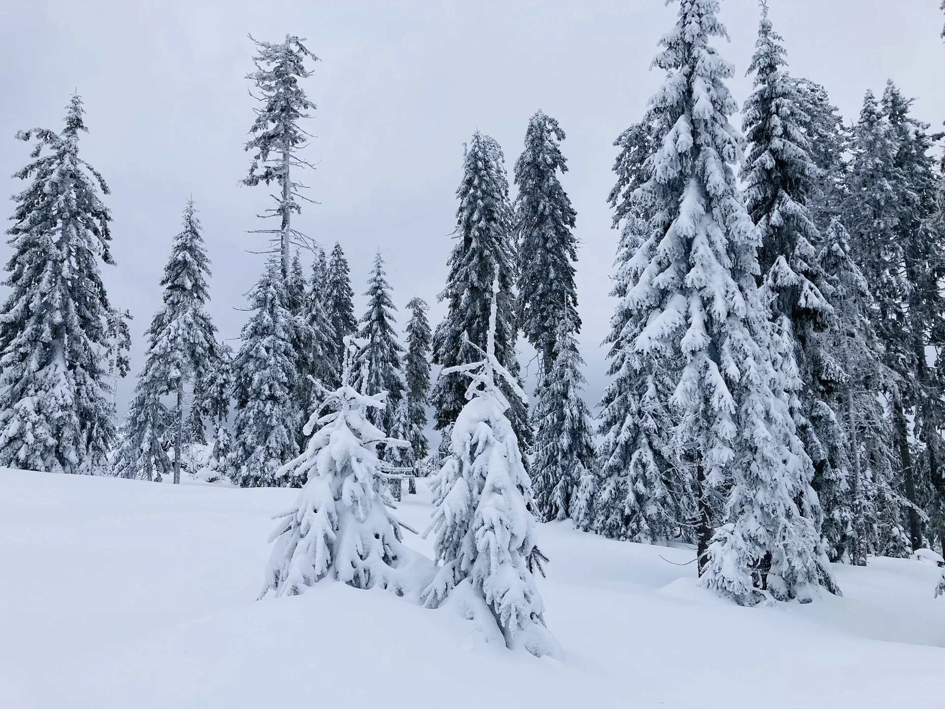 Falkenstein | © Falkenstein