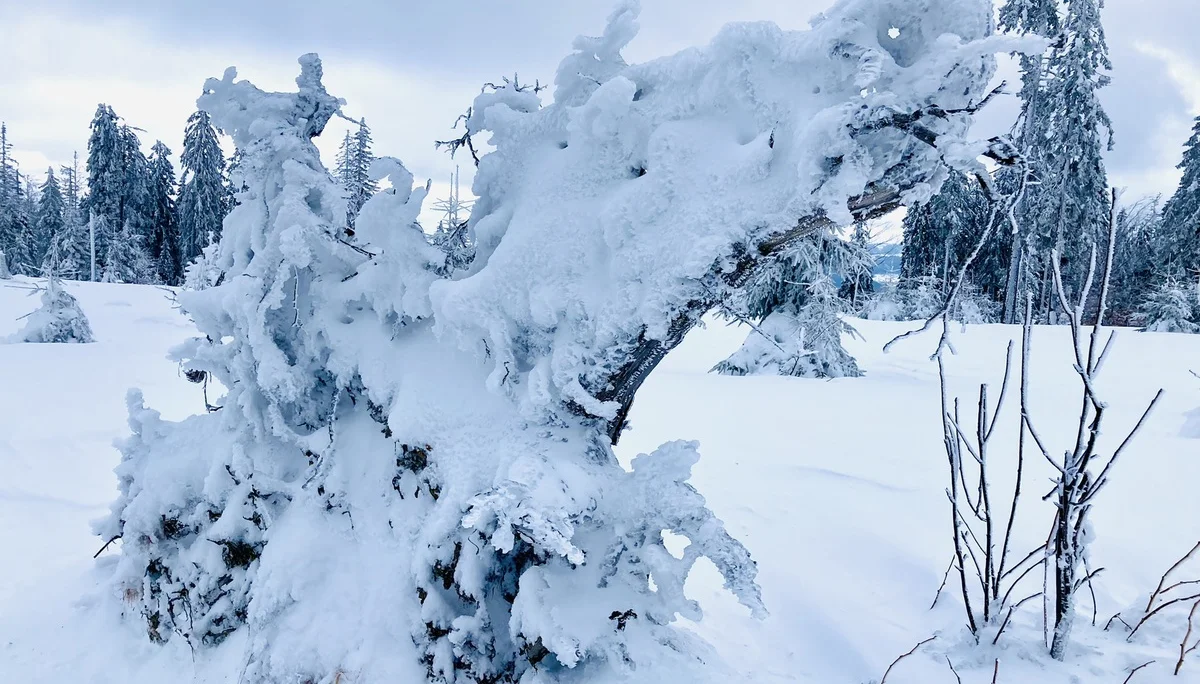 Falkenstein | © Falkenstein