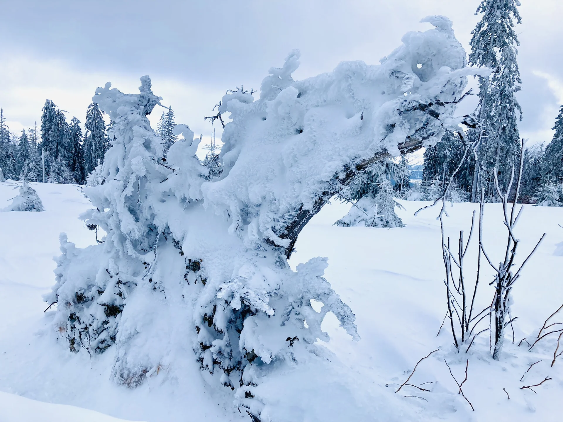 Falkenstein | © Falkenstein