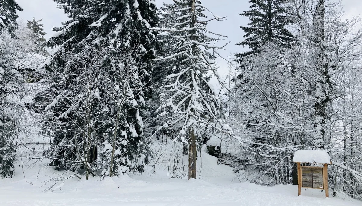 Falkenstein | © Falkenstein