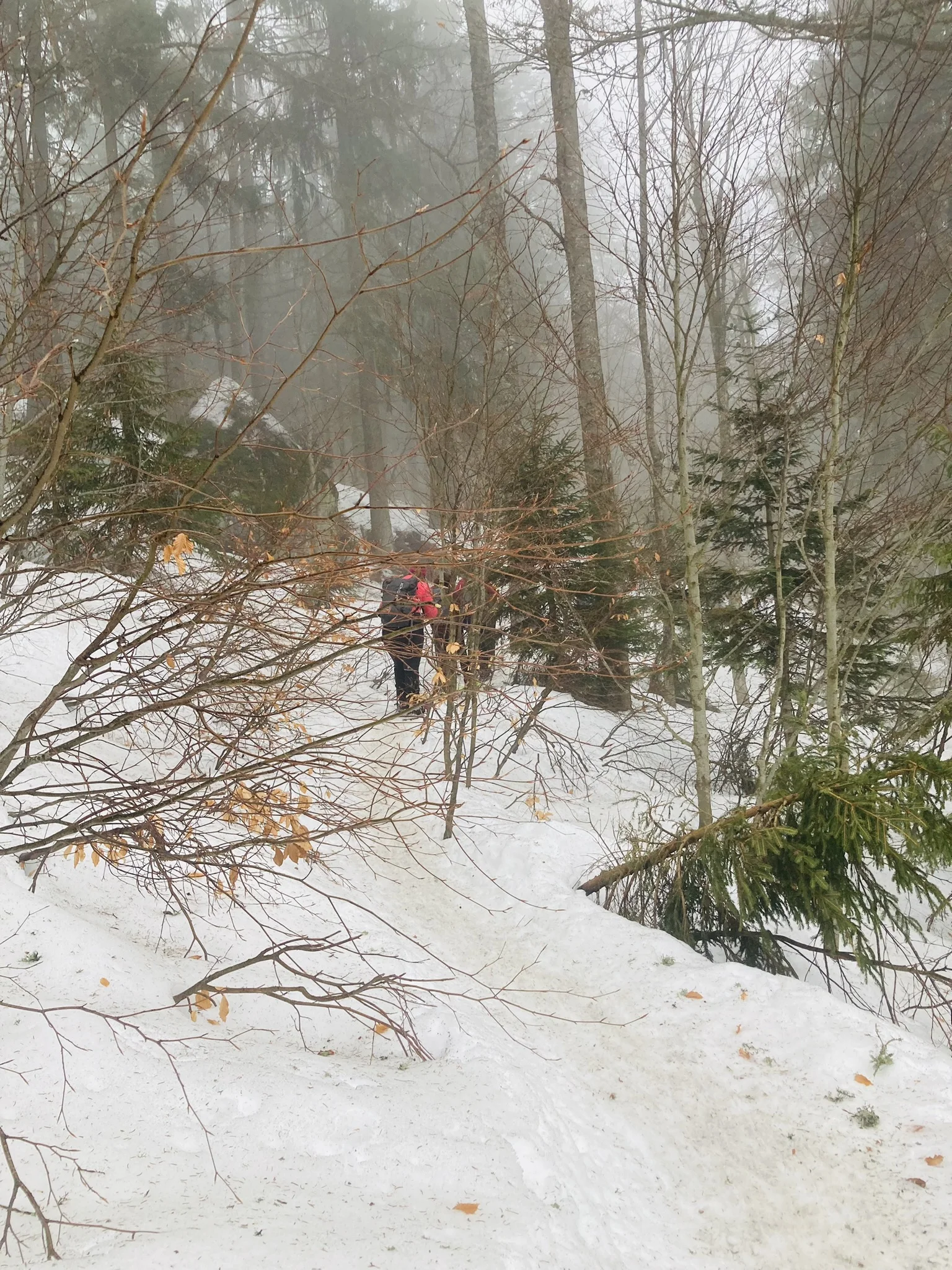 Mit Schneeschuhen auf den Großen Arber | © Killesreiter Marlene