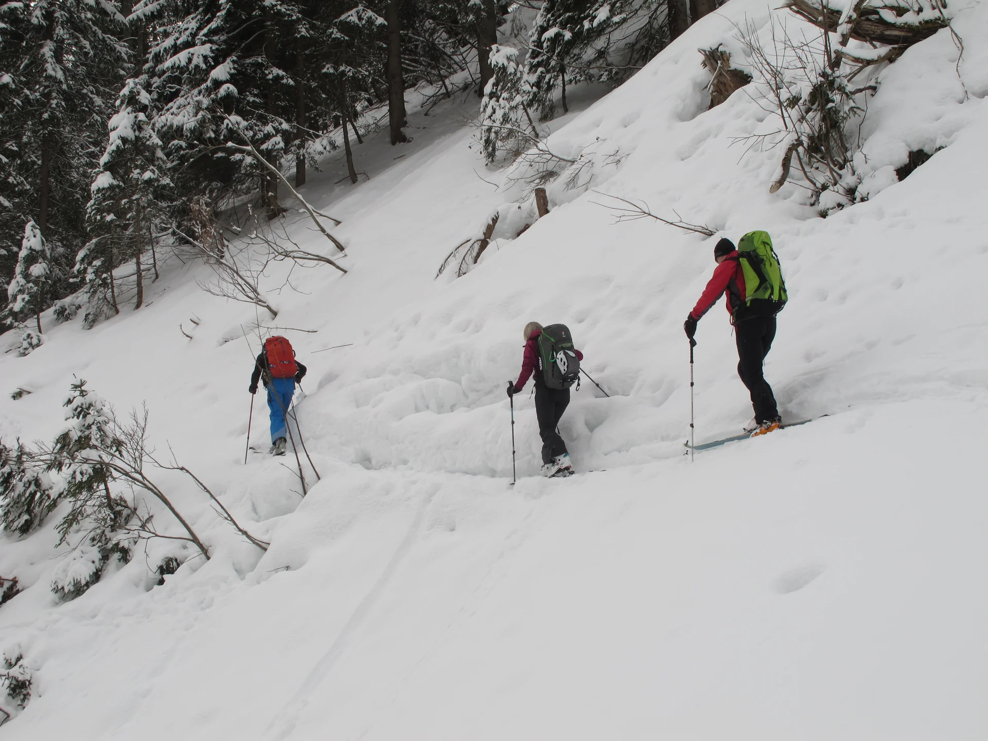 Ammerwald | © Ammerwald