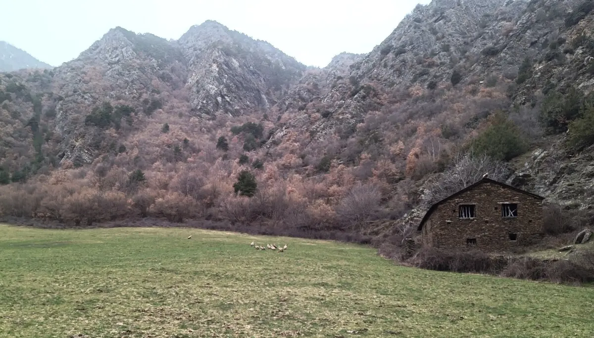 Bartgeier beim Frühstück | © Haslbeck Ludwig