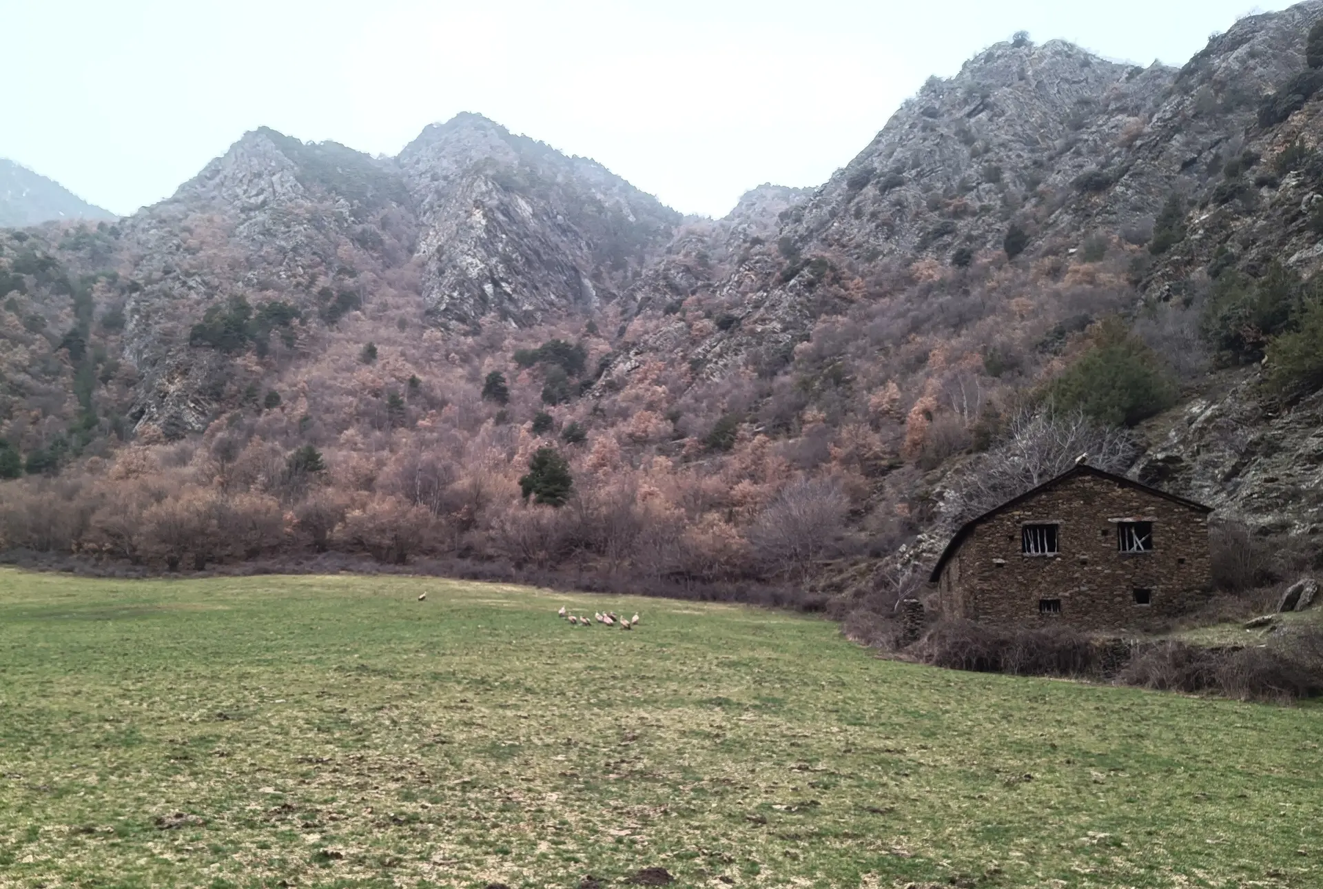 Bartgeier beim Frühstück | © Haslbeck Ludwig