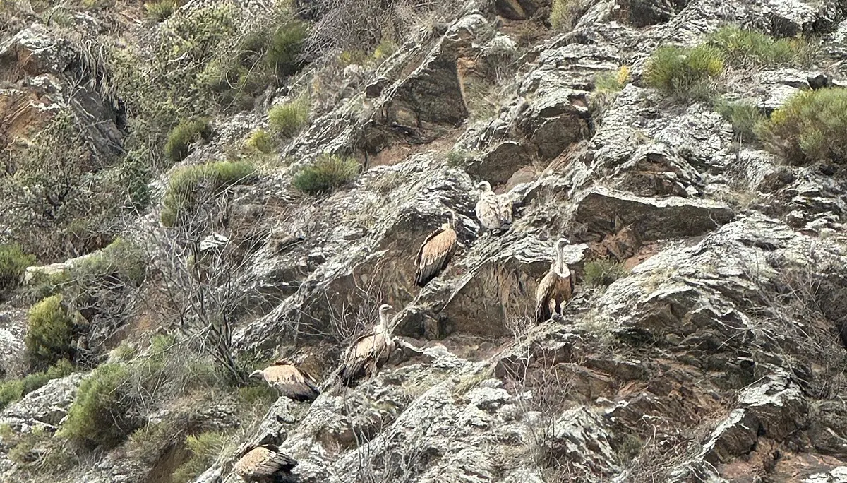 Bartgeier | © Haslbeck Ludwig