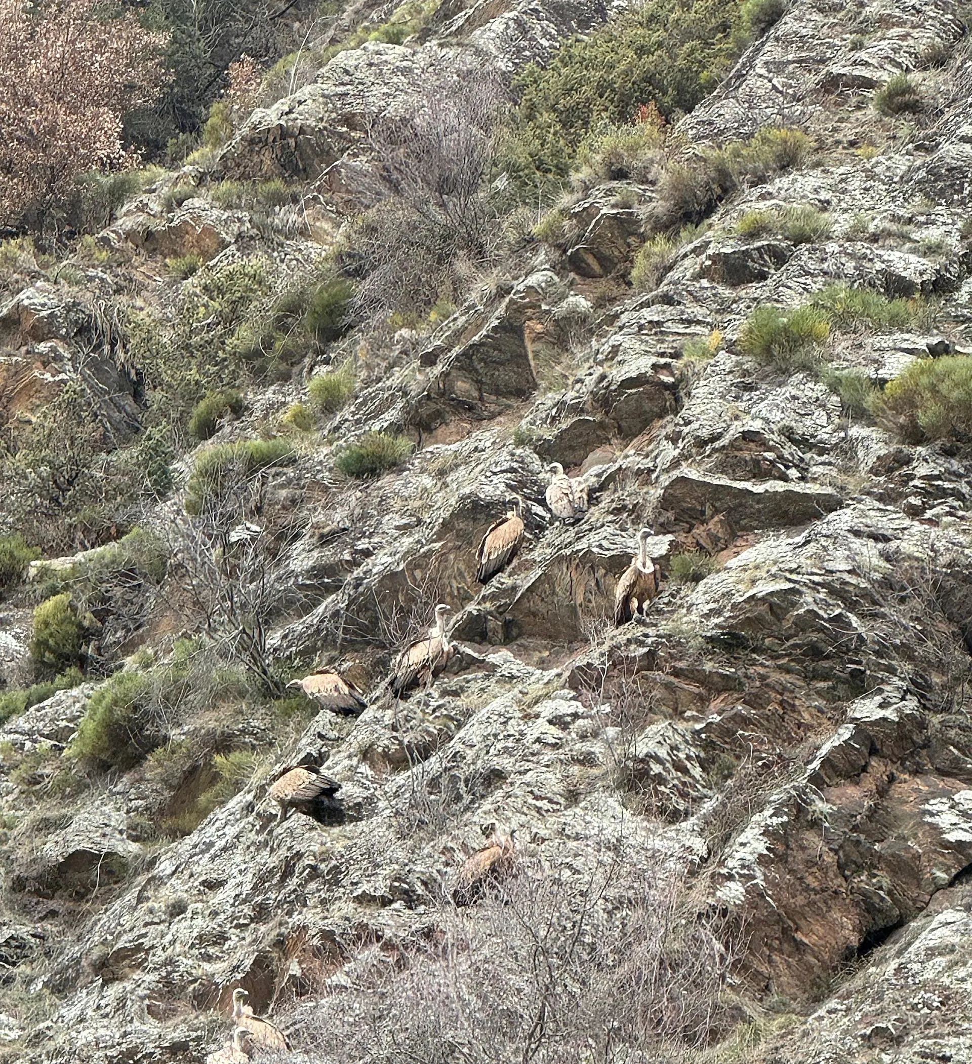 Bartgeier | © Haslbeck Ludwig