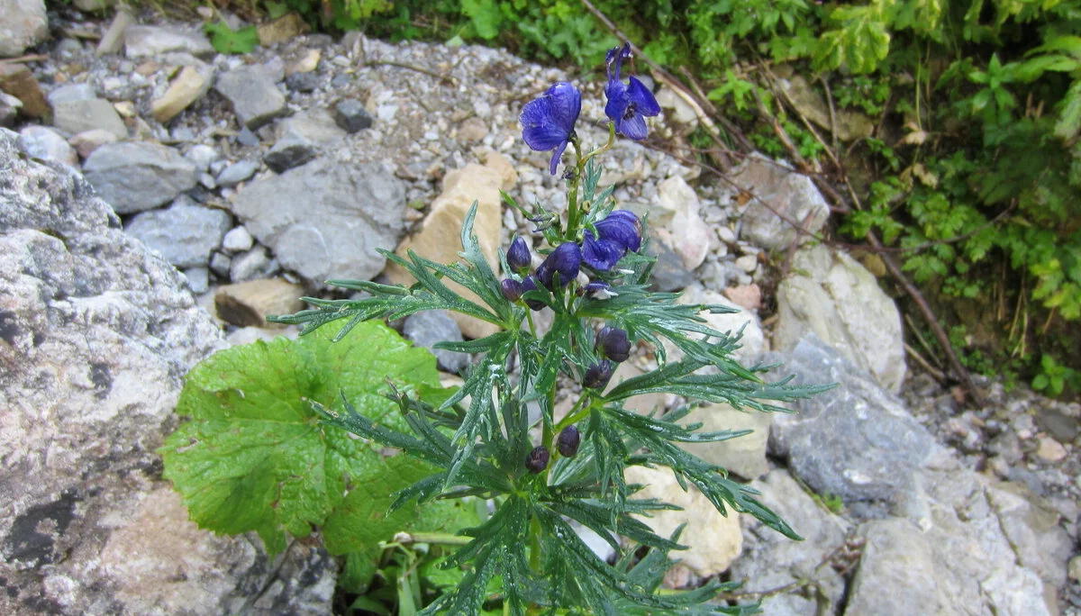 Dachsteingebirge | © Dachsteingebirge