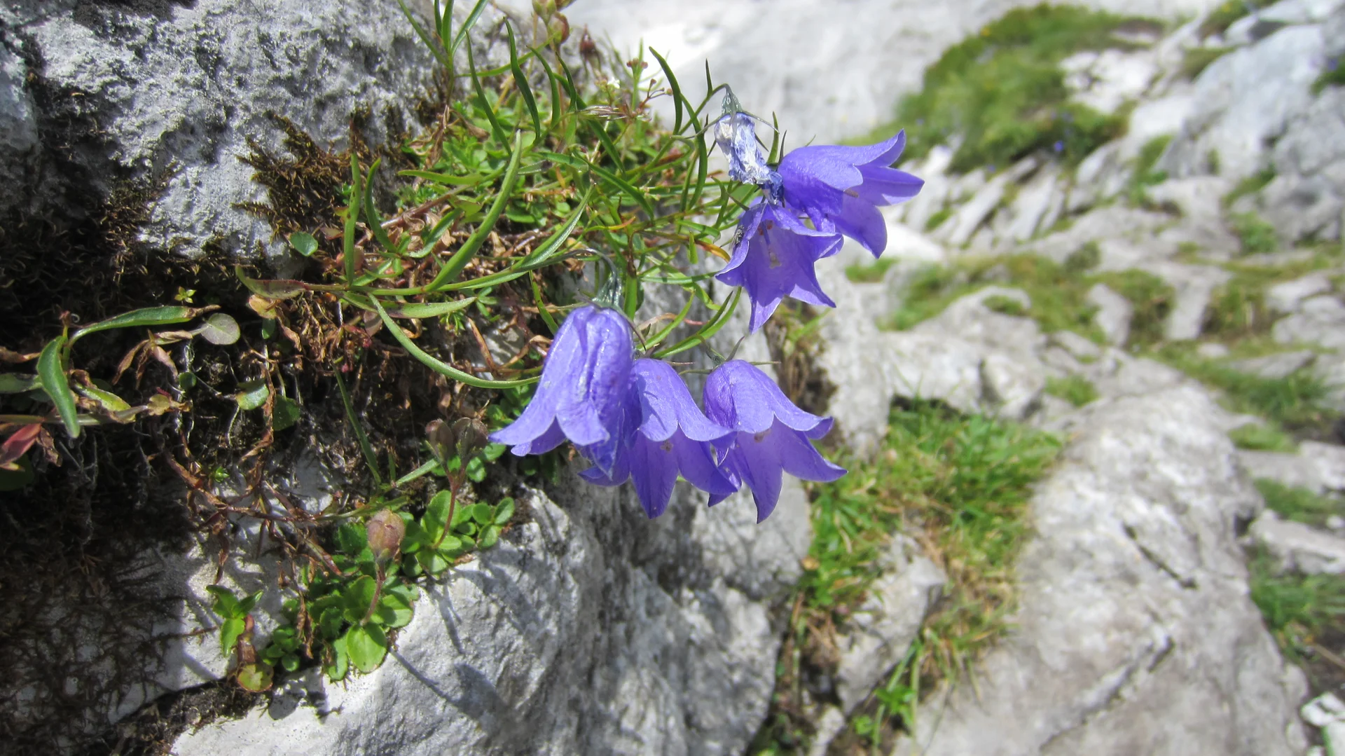 Dachsteingebirge | © Dachsteingebirge