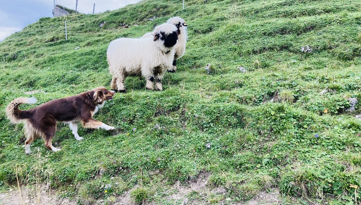 Rofanspitze | © Killesreiter Marlene