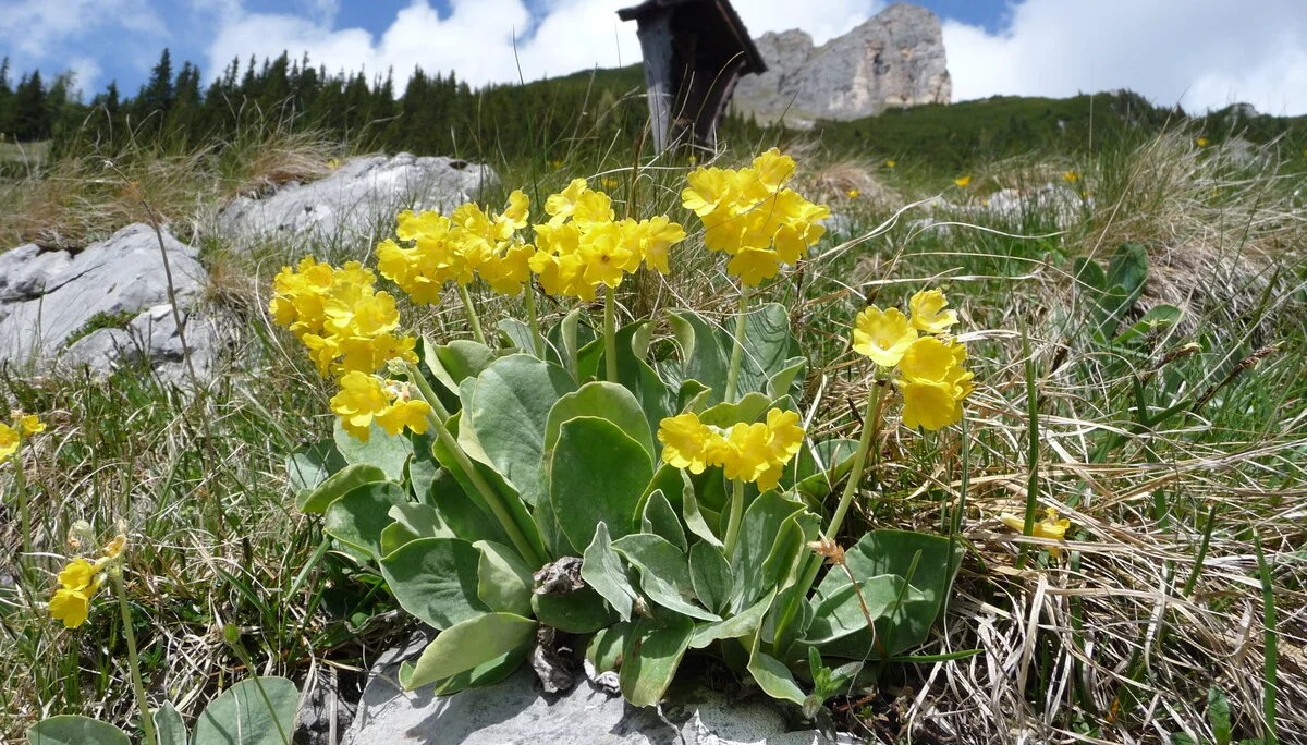 Dalfazalm | © Dalfazalm