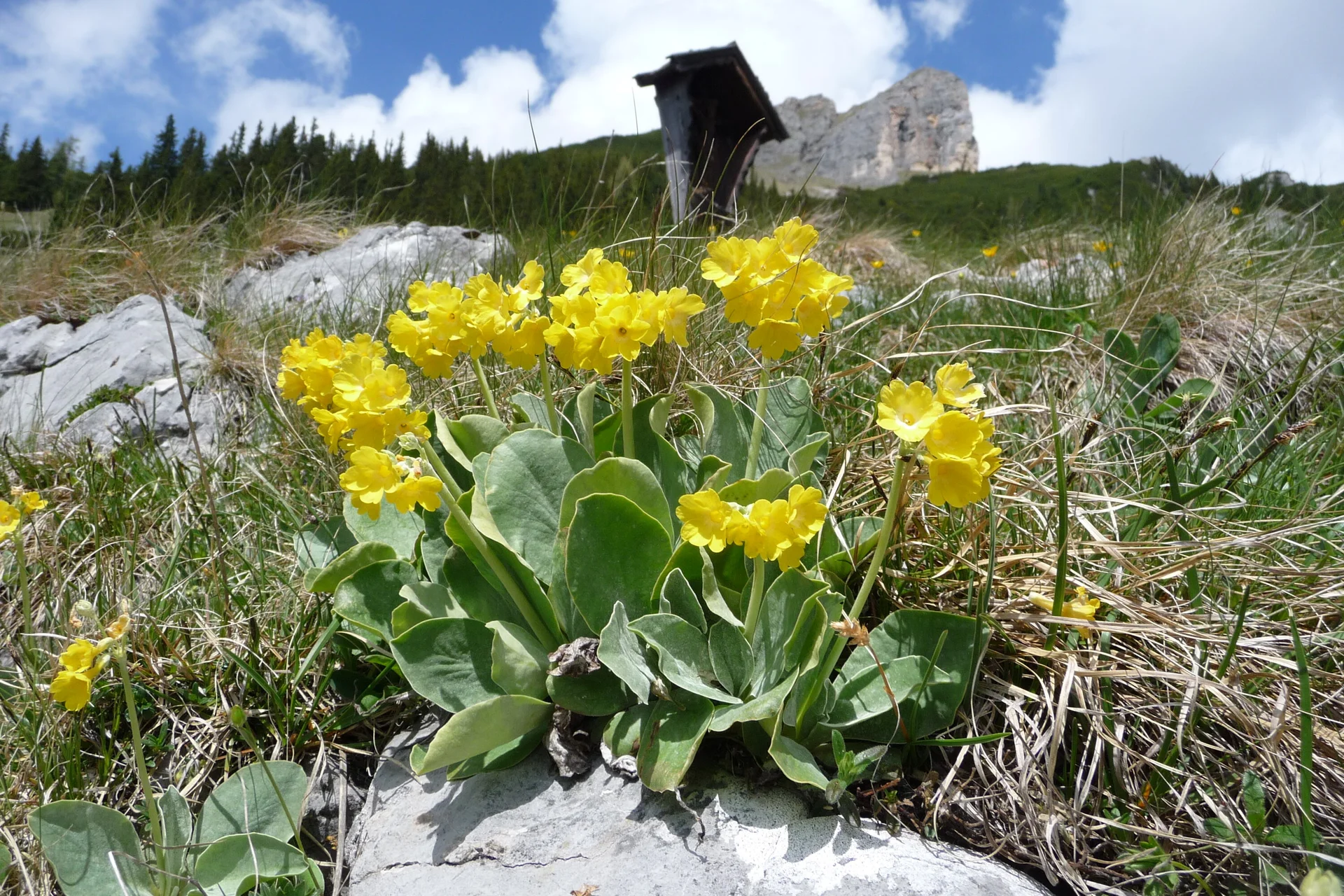 Dalfazalm | © Dalfazalm