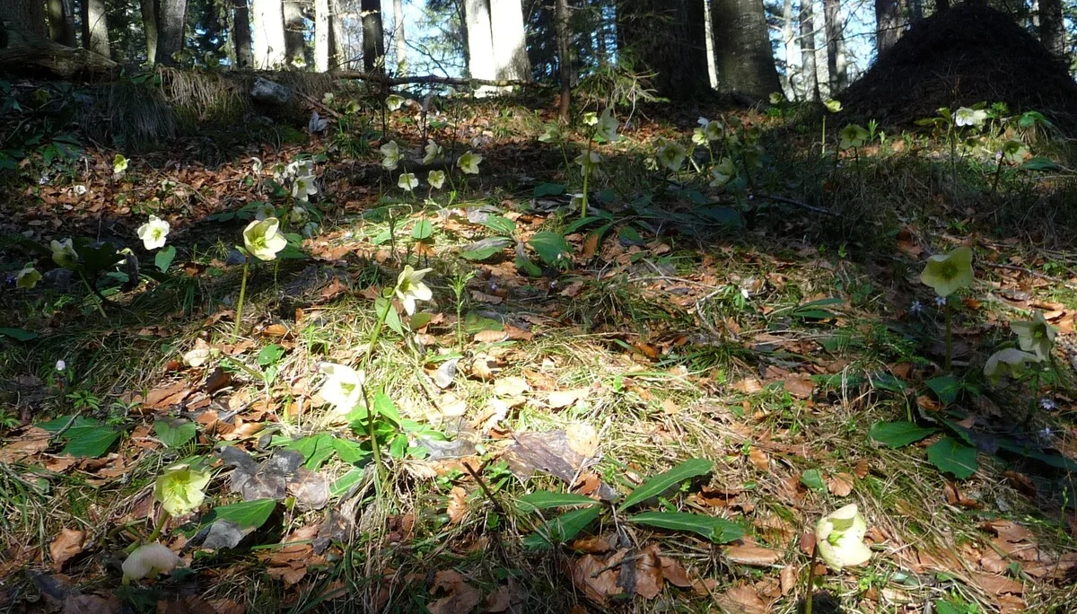 Pendling | © Pendling