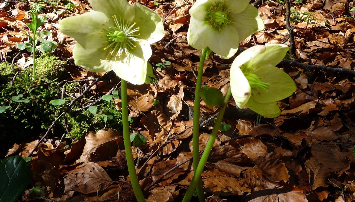 Pendling | © Pendling