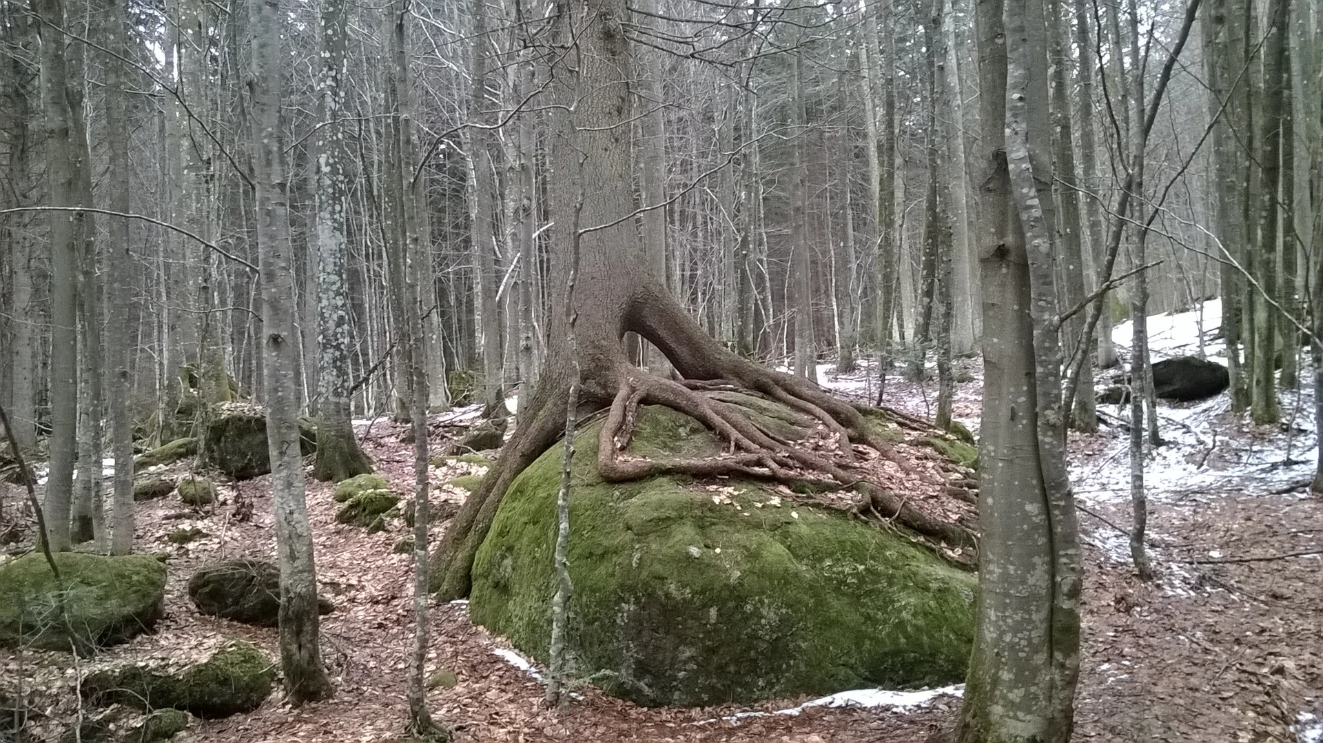 Falkenstein | © Falkenstein