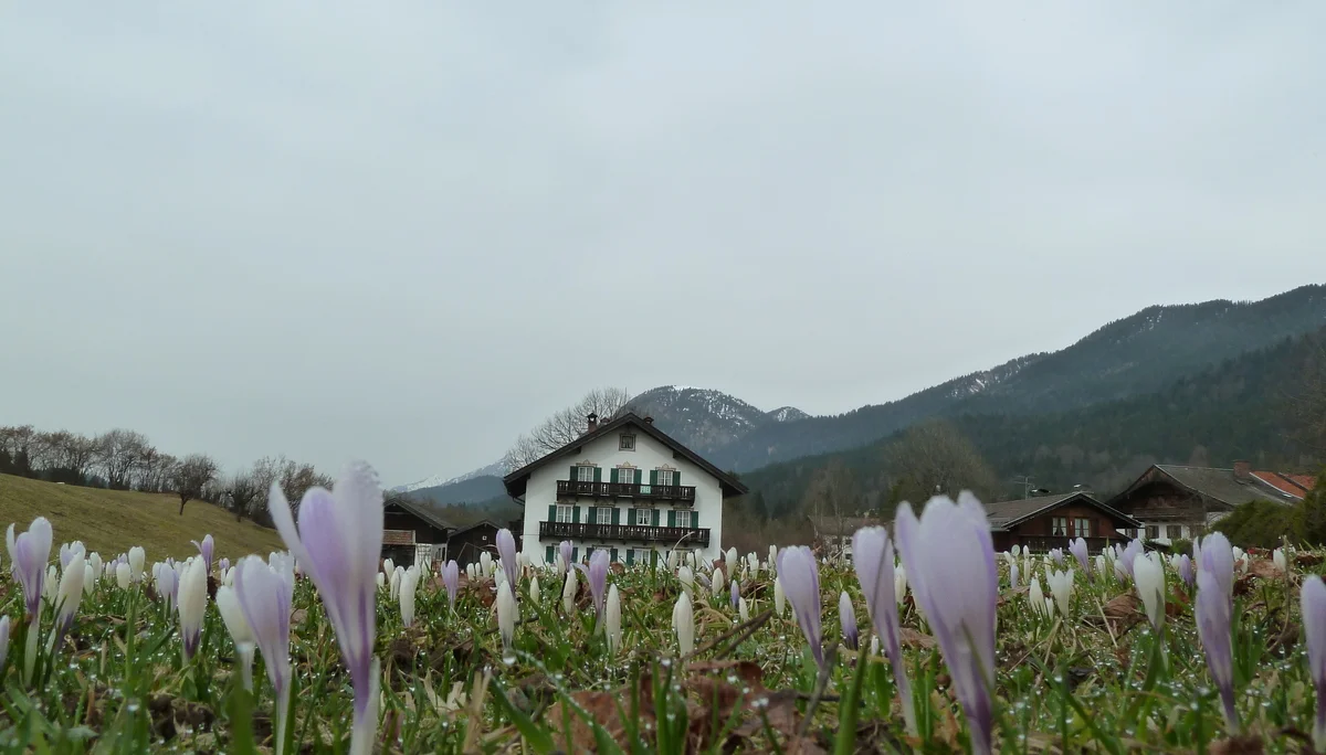 Krokusblütenwanderung  | © Krokusblütenwanderung 