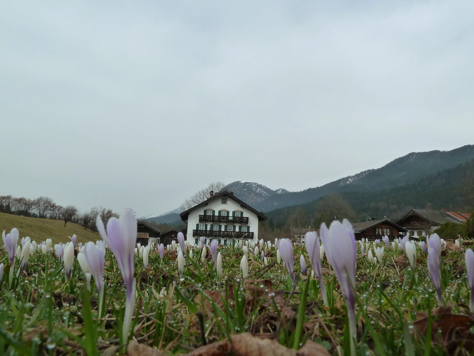 Krokusblütenwanderung  | © Krokusblütenwanderung 