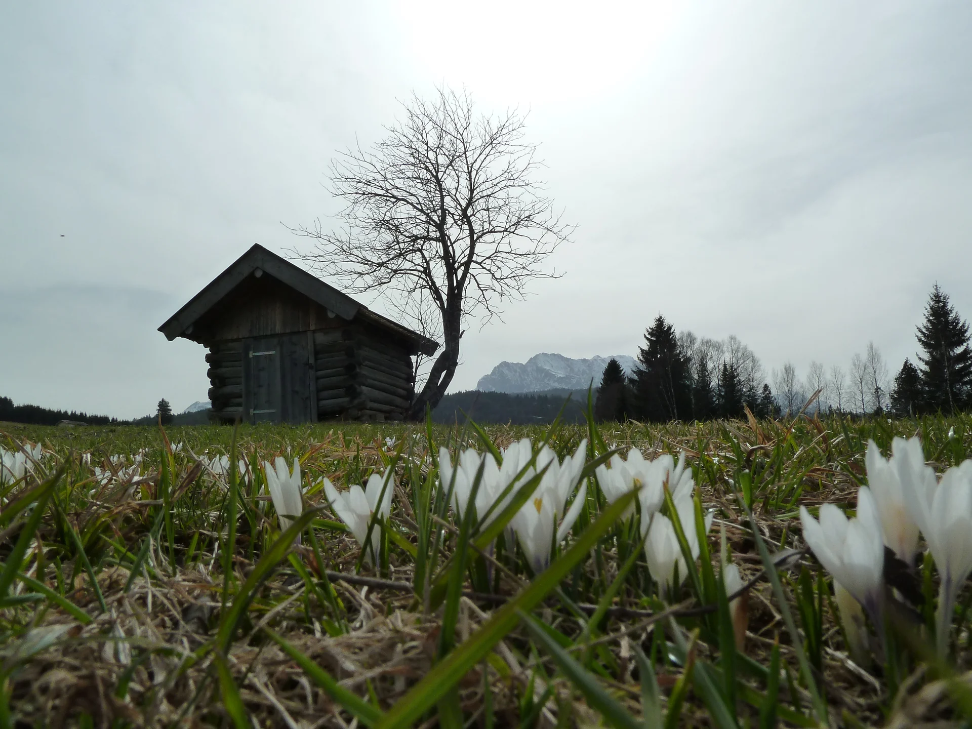 Krokusblütenwanderung  | © Krokusblütenwanderung 