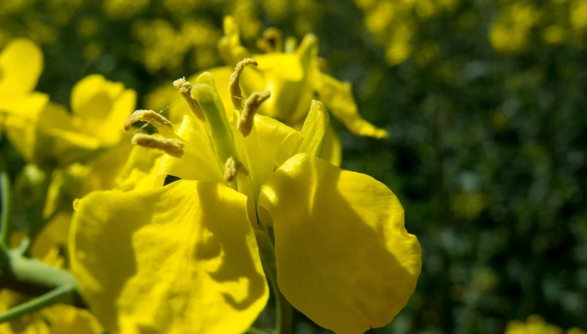 Seemannshausen | © Seemannshausen