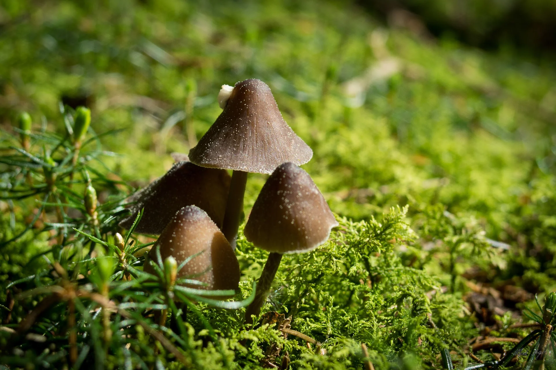 Seemannshausen | © Seemannshausen