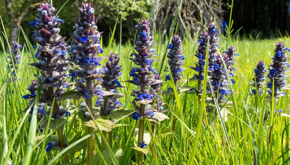 Seemannshausen | © Seemannshausen