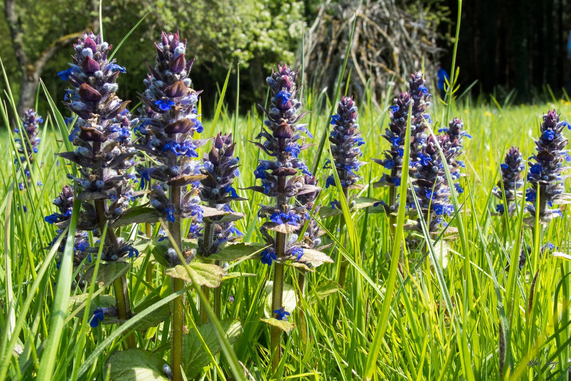 Seemannshausen | © Seemannshausen