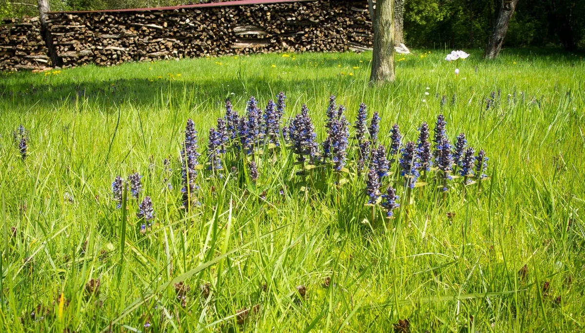 Seemannshausen | © Seemannshausen