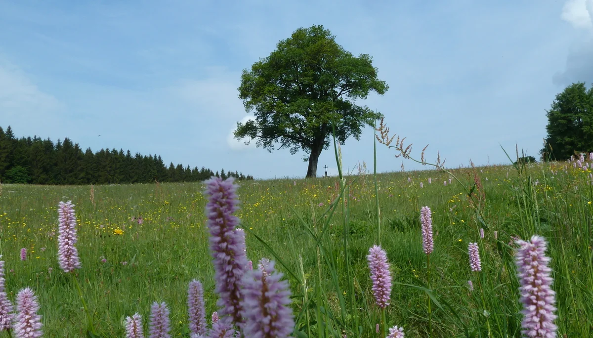 Pröller | © Pröller