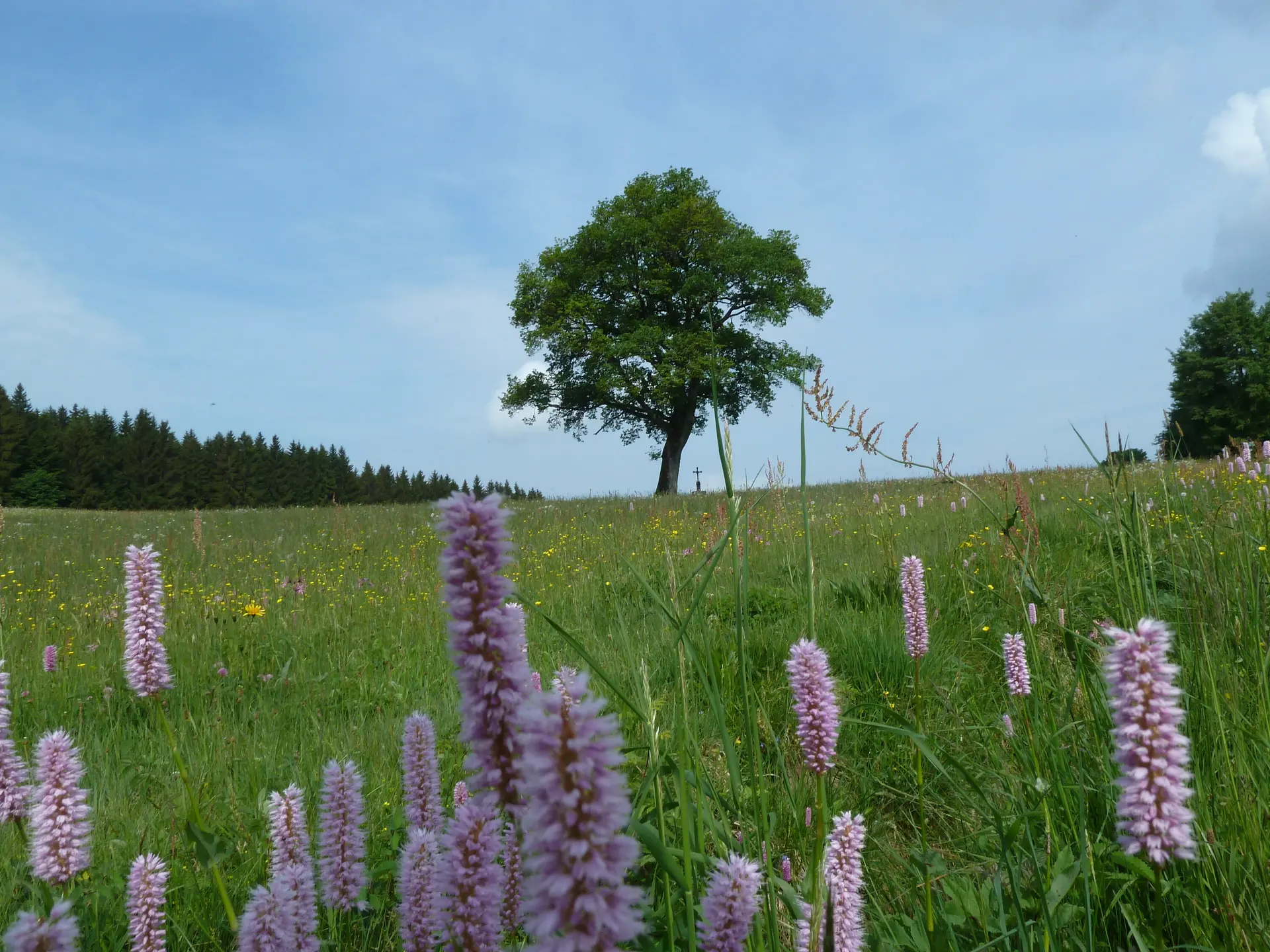 Pröller | © Pröller